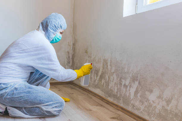 Black mold inspection in Belvidere